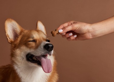 cani nascondono il cibo