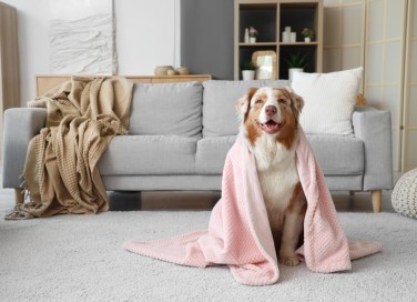 come togliere peli coperta, togliere peli coperta