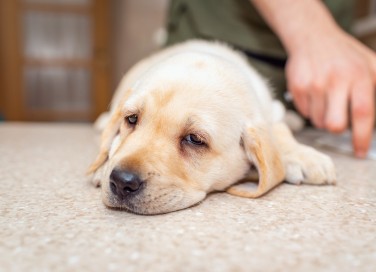 sindrome del lupo mannaro cani