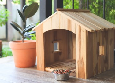 cuccia del cane