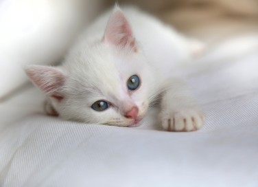 gatti rimangono piccoli
