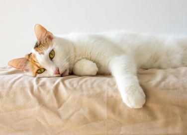 gatti che non mangiano