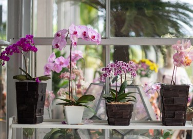 orchidee