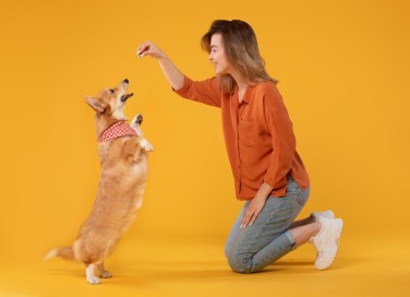 addestratore di cani