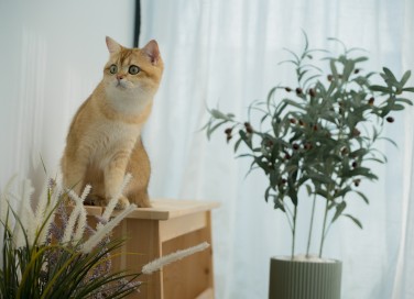 gatto a casa da solo