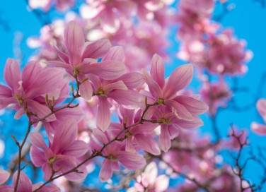 frasi primavera brevi, frasi primavera