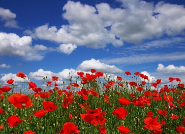 primavera