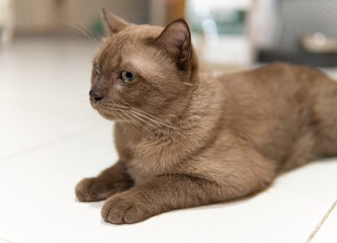 gatti fissano