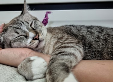Come capire che un gatto ti ha scelto