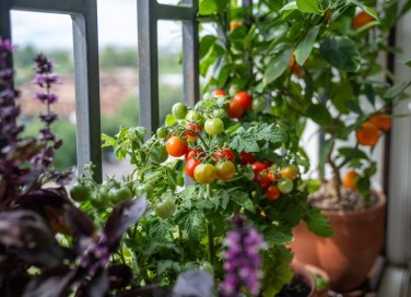 orto sul balcone per principianti, orto sul balcone, orto principianti