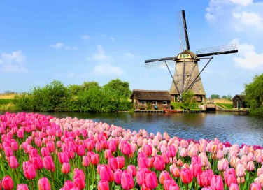 Fioritura dei tulipani in Olanda