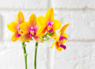 Orchidee