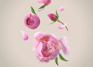 Peonia