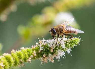 Biodiversità
