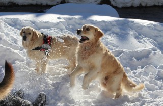 cane-neve-montagna-passeggiata-inverno
