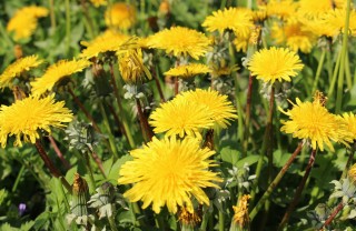 fiori da campo primavera terra zappare profumo colori coltivare