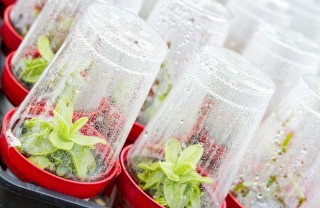 orto-inverno-trucchi-serra