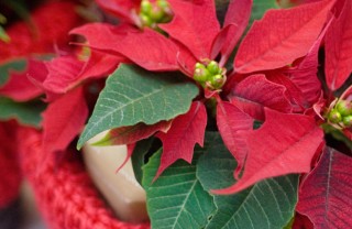 pianta-natale-stella di natale