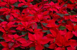 stella-natale-pianta-appartamento stella-natale-pianta-appartamento