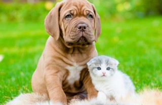 quattrozampe in sicurezza cane gatti casa sicura