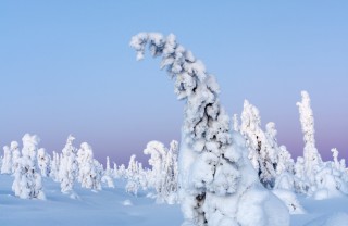 lapponia-gelo-neve-albero-foresta-ghiaccio lapponia-gelo-neve-albero-foresta-ghiaccio