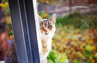 la storia del gatto