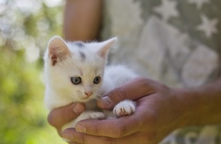 gatto razza felina casa