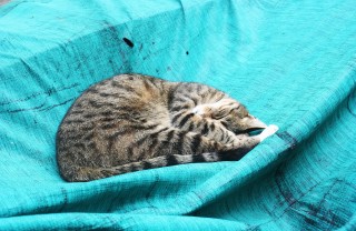 gatto felino predatore pigrizia cucciolo addestramento padrone 