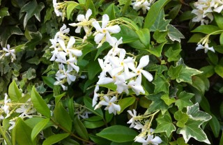 Gelsomino - Jasminum fam Oleaceae gelsomino rampicante sempreverde profumo fiori bianchi pianta curare sole