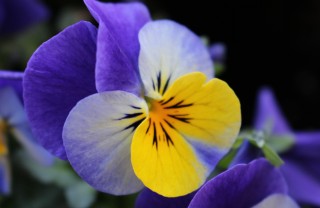 fiori inverno giacinti camelie viole sempreverdi bacche curare giardino