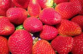 La fragola fragola proprietà primizia frutto rosso