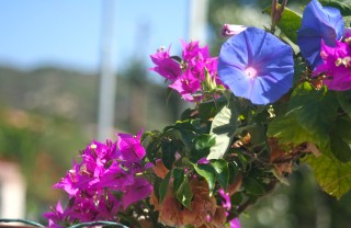buganvilla buganvillea pianta mediterranea clima mite curare arbusto rampicante pollice verde fiori colori intensi