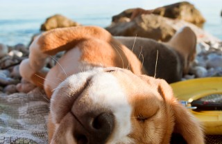 fido cane vacanza mare spiaggia fido cane vacanza mare spiaggia