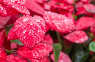 Fiorire d'inverno stella di natale abete piante invernali prendersi cura consigli
