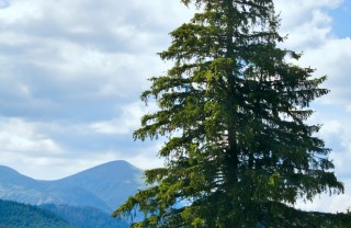abete rosso albero proprietà salute
