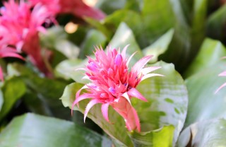 Aechmea-fiore Aechmea-fiore