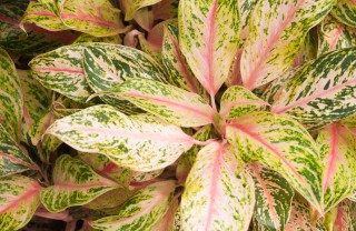 Aglaonema-piante-specie