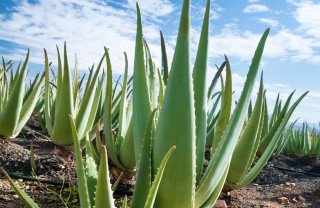 Aloe vera proprietà salute bellezza Aloe vera proprietà salute bellezza