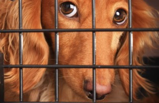 animali cane volo compagnia aerea vacanza informazioni suggerimenti