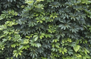 Aralia-pianta-vaso Aralia-pianta-vaso