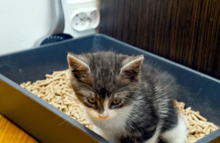 lettiera gatto evoluzione autopulente igiene 