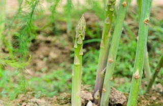 Asparagina-pianta