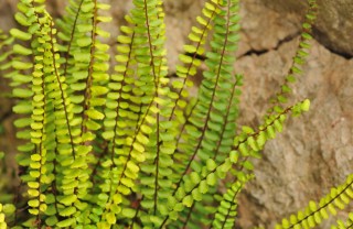 Asplenio-pianta