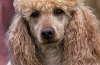 barbone medio cane