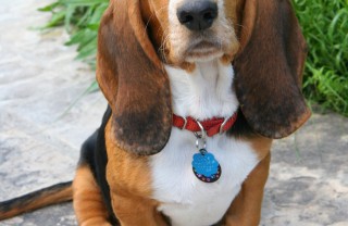 Basset Hound cane razza descrizione