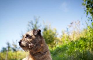 Border Terrie, cane, descrizione Border Terrie, cane, descrizione
