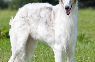 borzoi cane descrizione razza