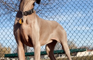 bracco tedesco cane caccia