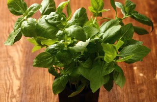 basilico proprietà e benefici