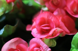 begonia-piante-foglie begonia-piante-foglie